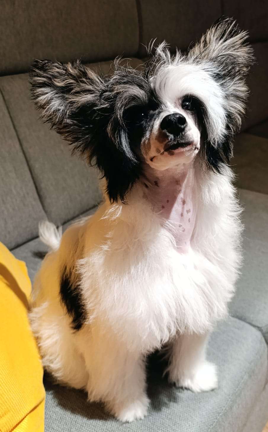 Austin Kingdom of Aravern