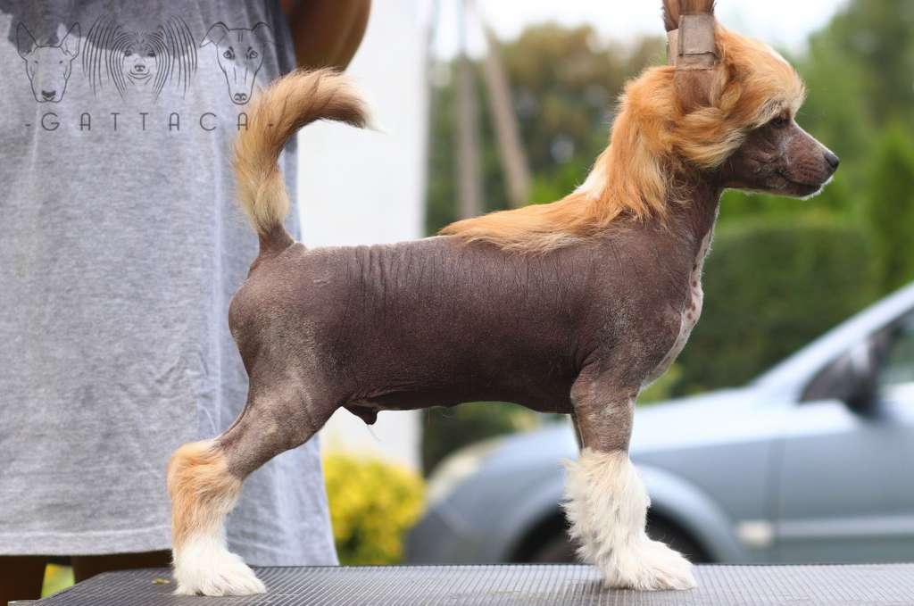 Mistletoe Martini Gattaca