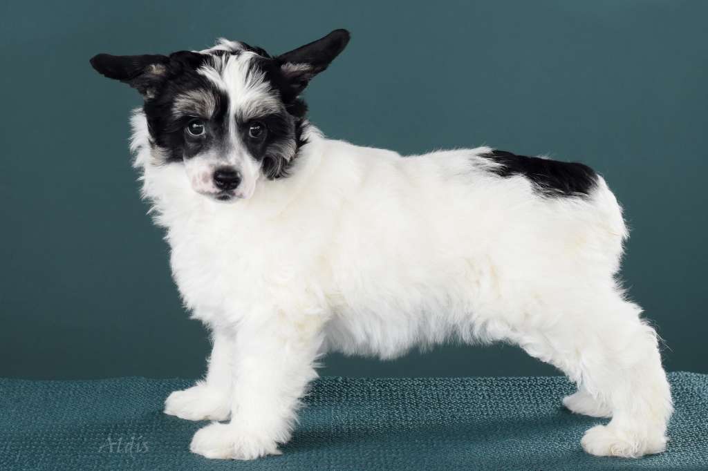 TnTcrested Bella Mia