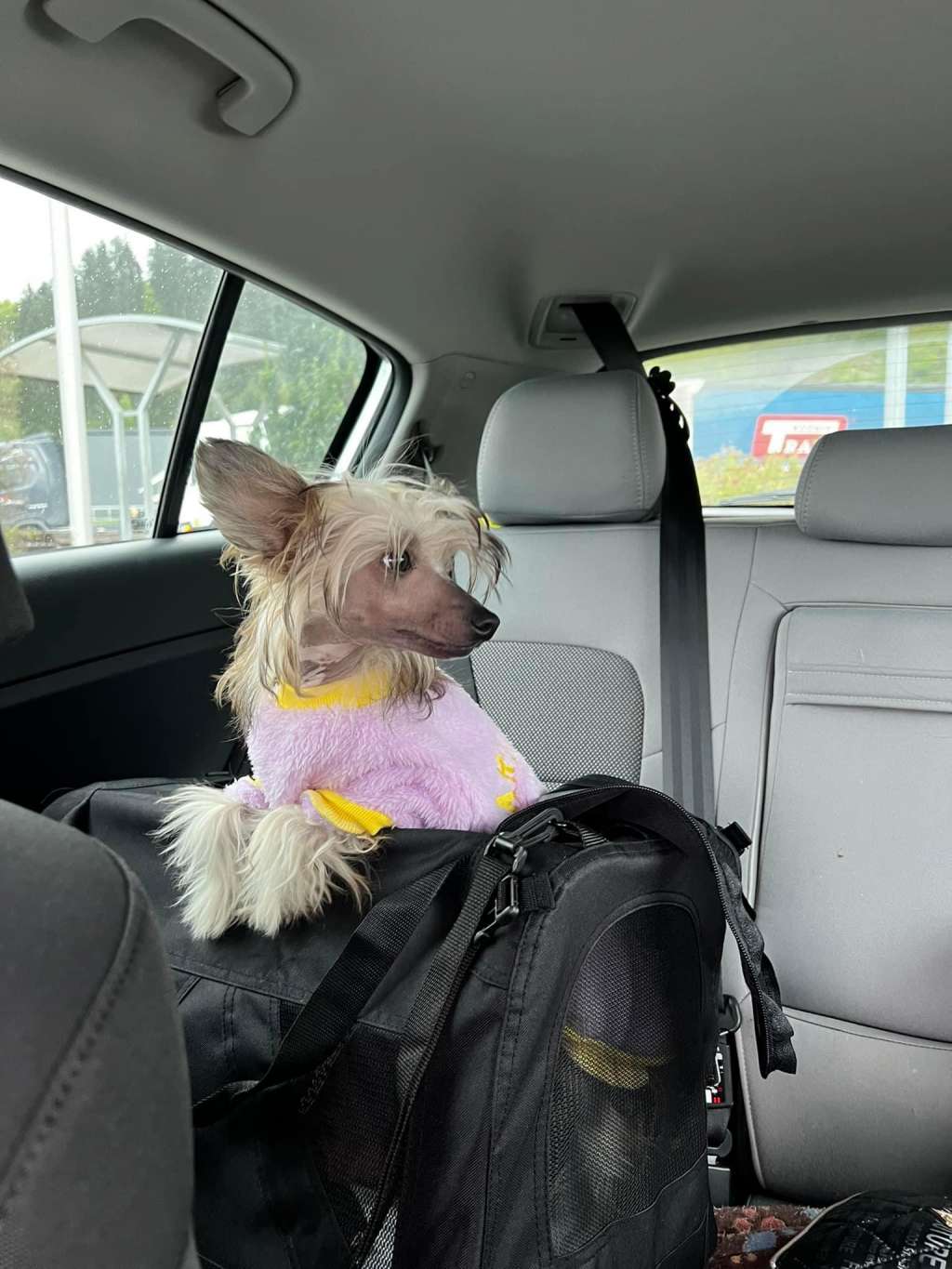 Veni-Vidi-Vici Diamond of the Night