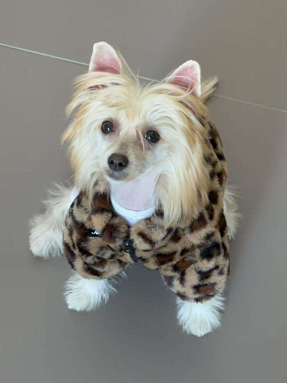 Rosa sinensis of Jessica