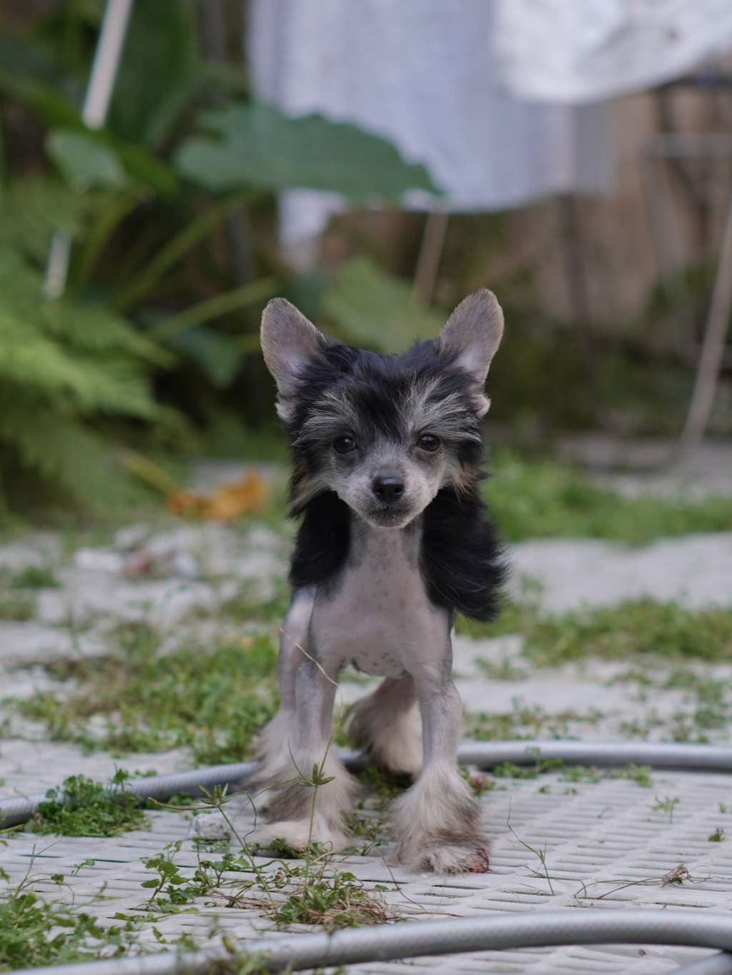Rosa sinensis of Public