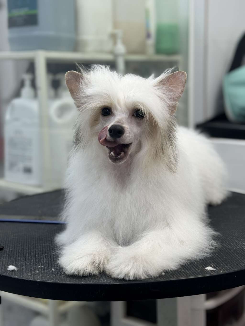 Rosa sinensis of Heavy