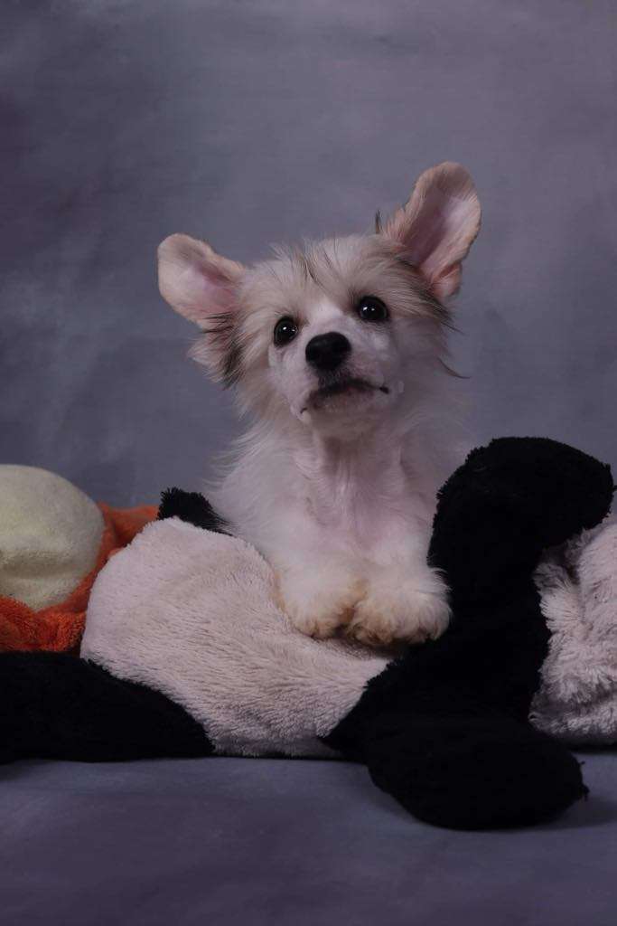 Golden Deer Constanze