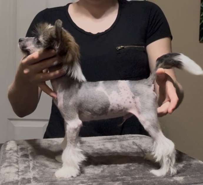 Fronklinn's Prince Pitaya Del Monte