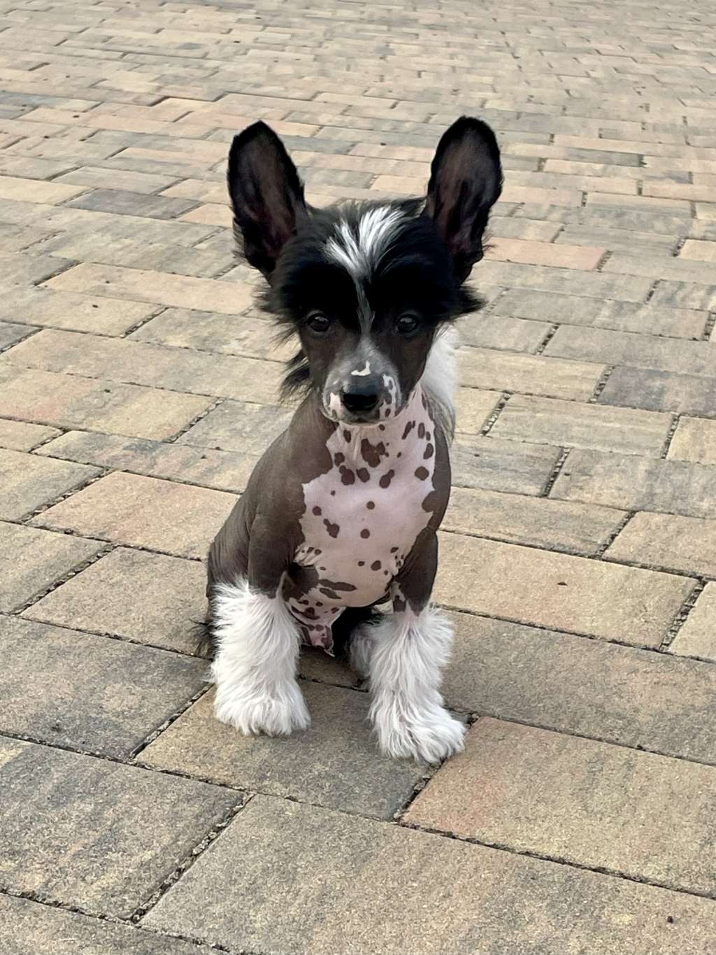 Luxury Item Aschabey