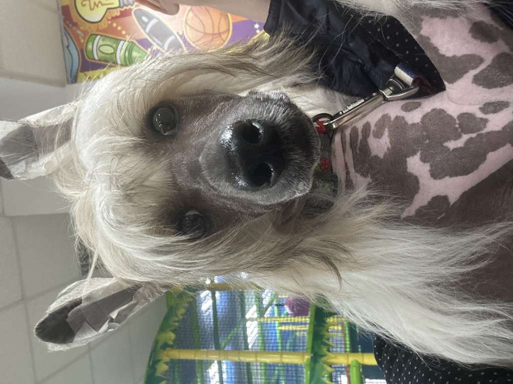 Brownie Wonders Lair