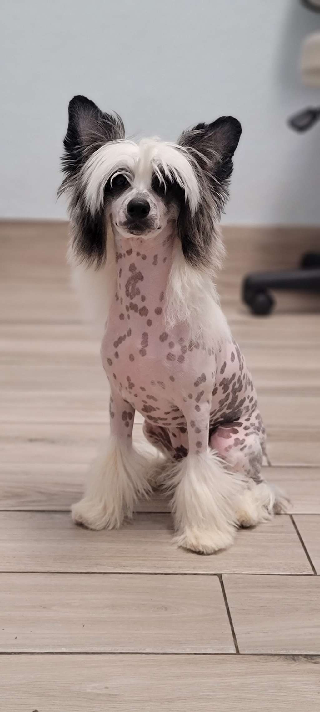 Poshs Just A Little Vain at Princetin