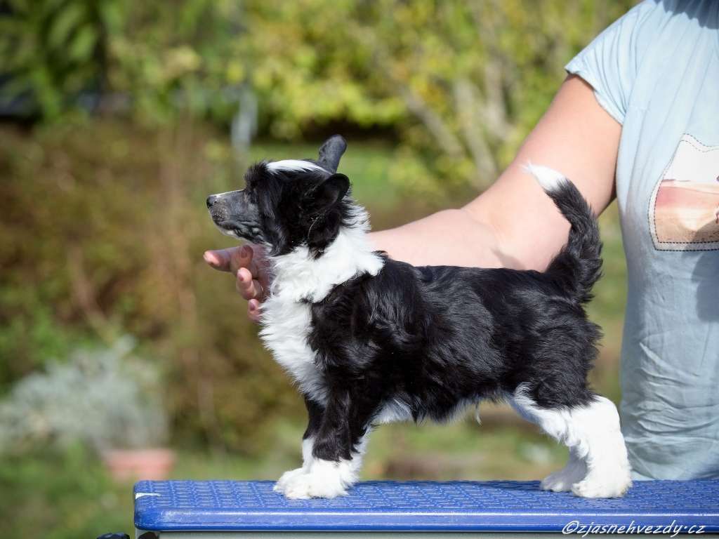 Floyd z Jasne hvezdy