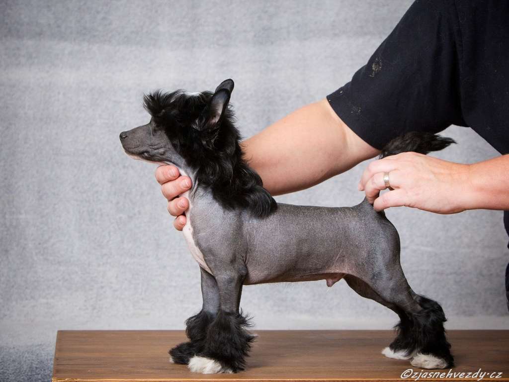 Fellini z Jasne hvezdy