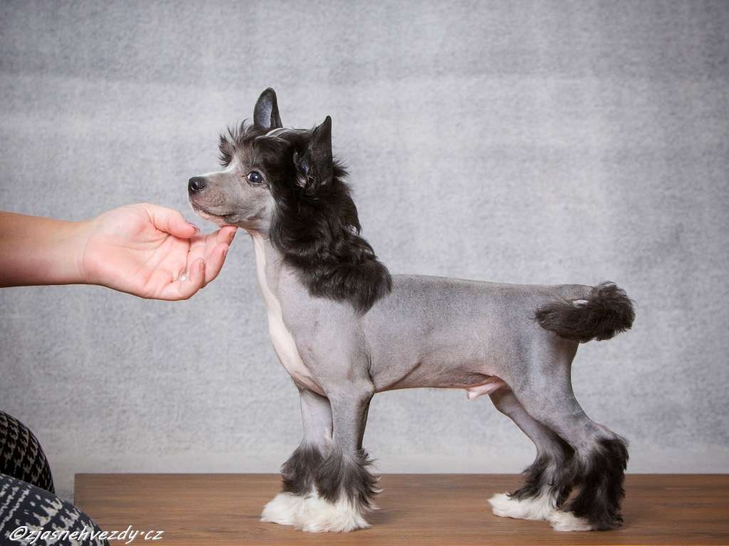 Fergin z Jasne hvezdy