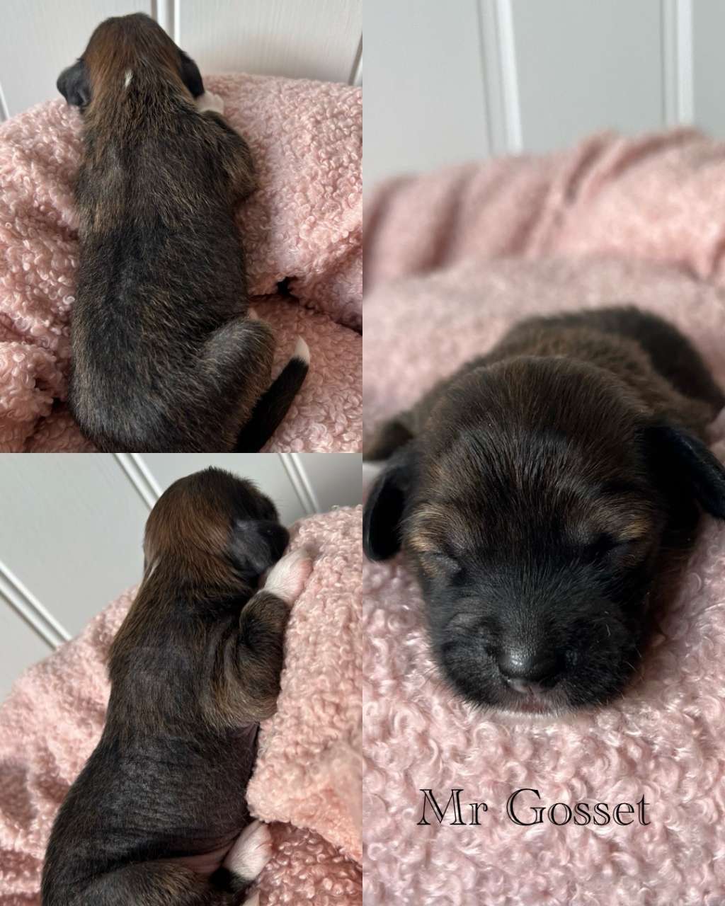 Dreamful Mr Gosset by Naked Bubbles