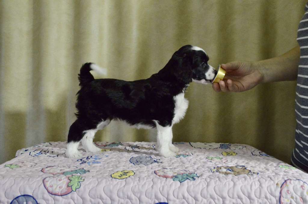 Girls Girls Nordic Nova