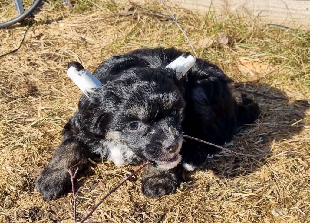 Epadalens Whiskey Drinking Woman