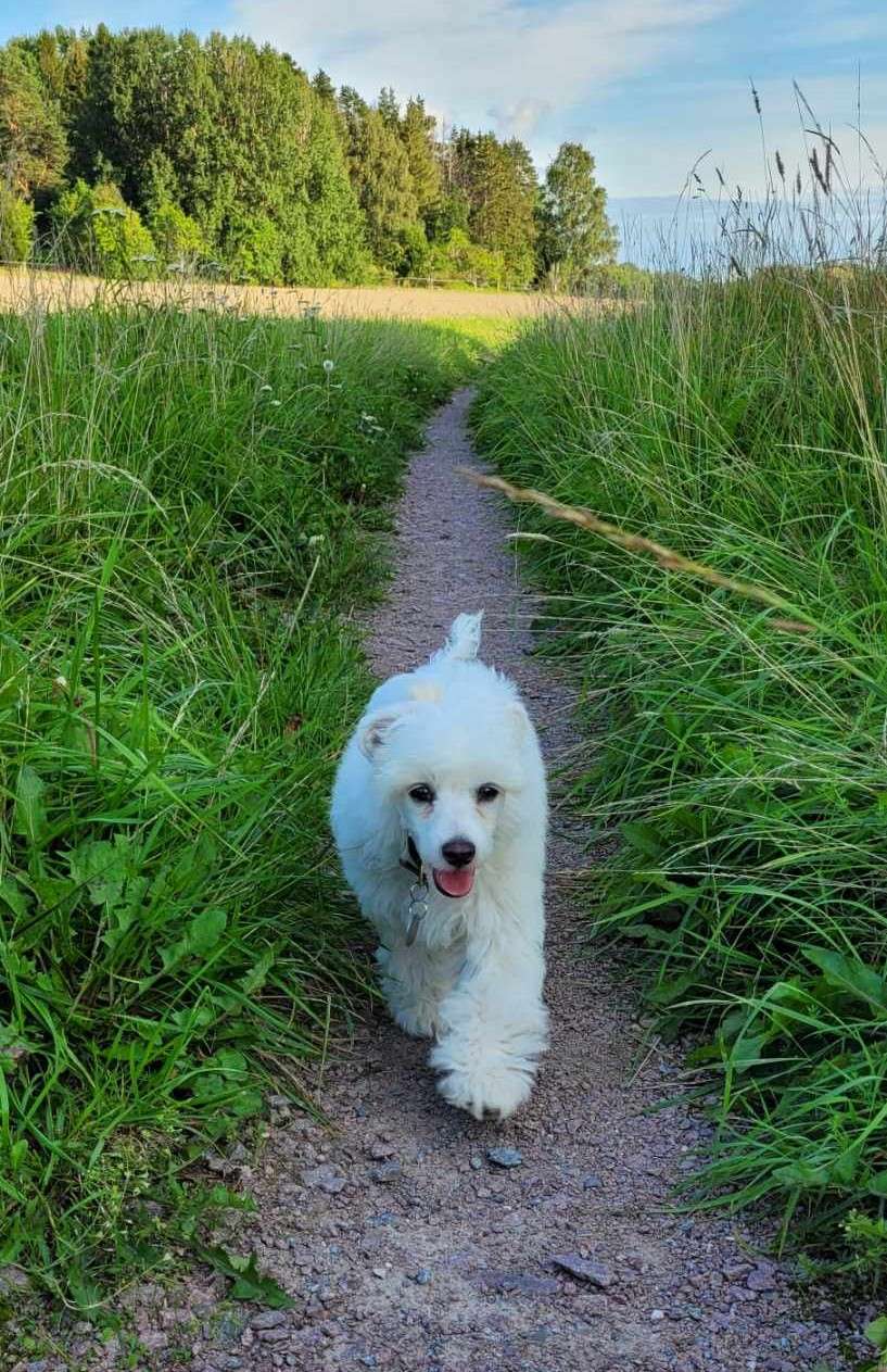 Joffers Bailey Bombycilla