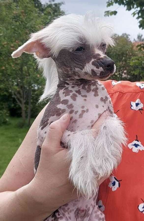 Joffers Bo Bombycilla