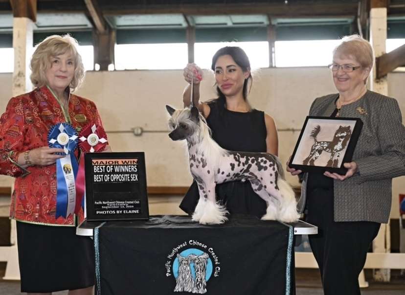 Taja Wolf of Wallstreet