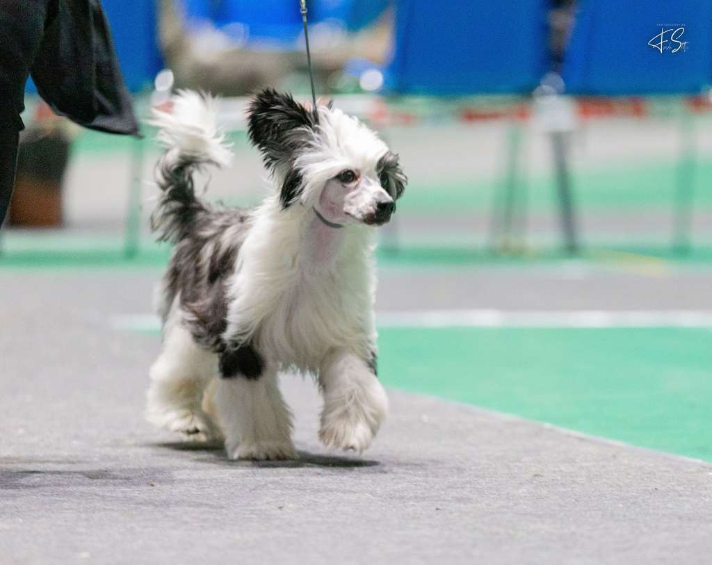 Crestwood Steal the Show