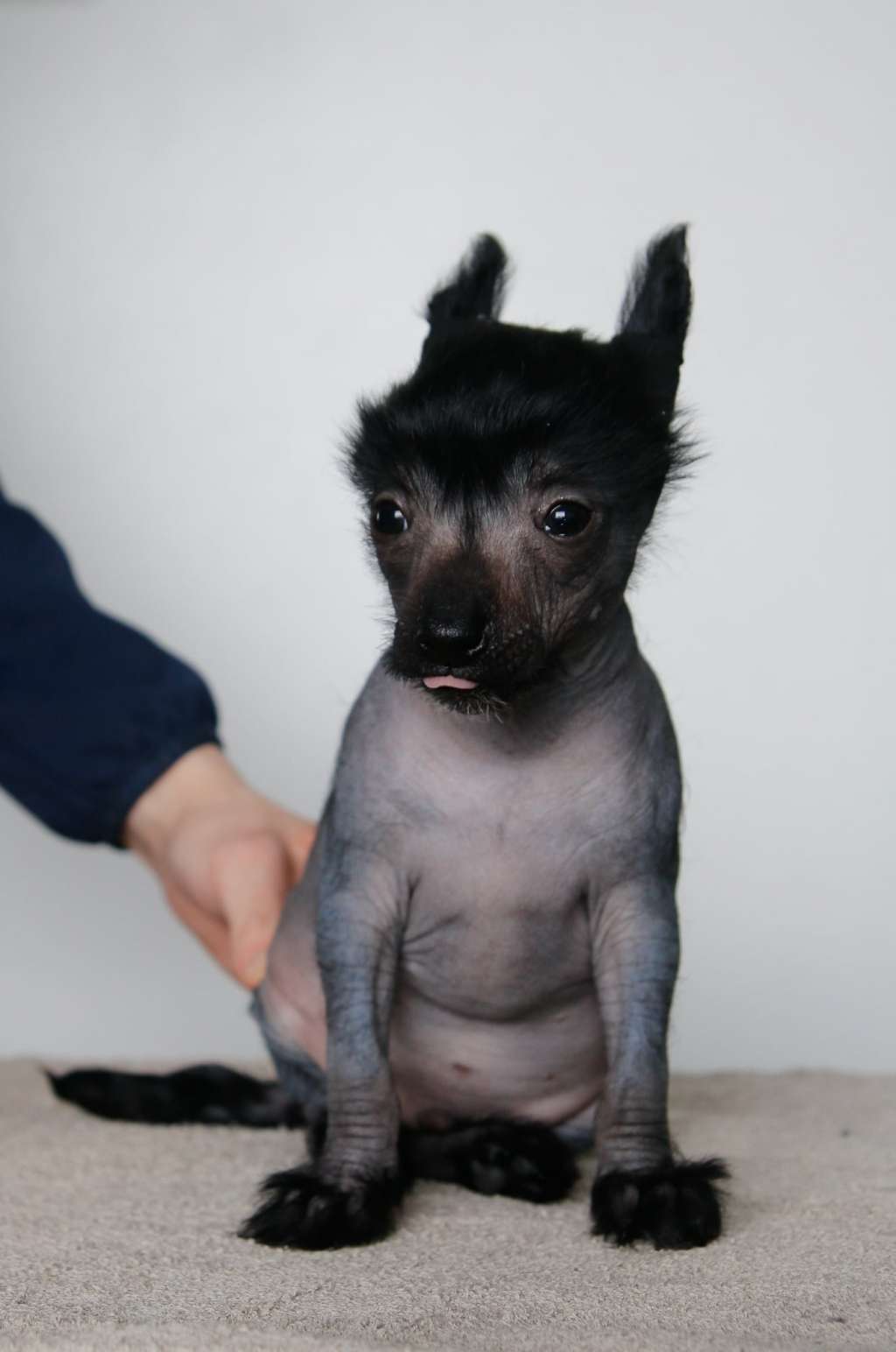 Oakcrest Endless Night