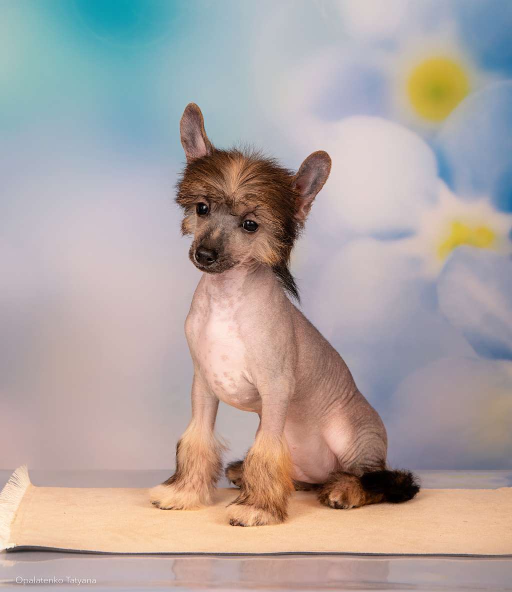 Ashantal Buick La Crosse