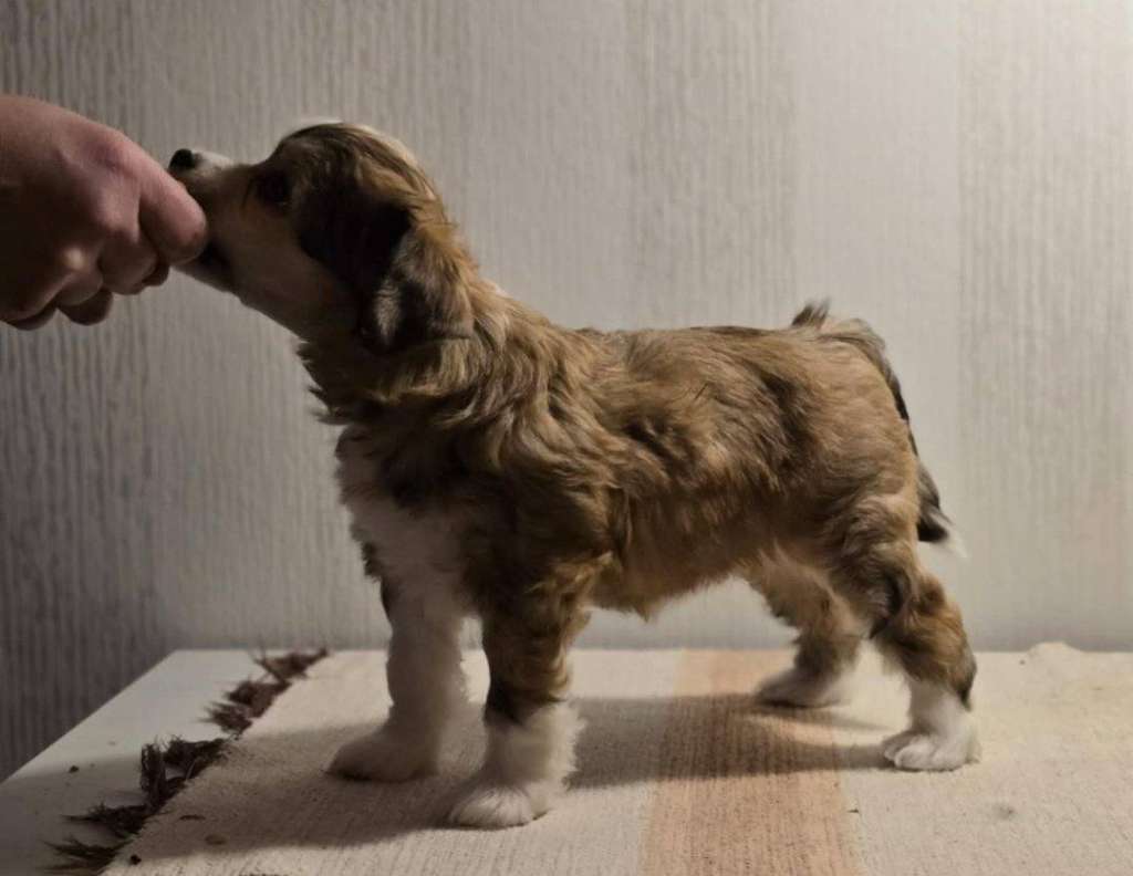 Crestwood Try Not to Sing Along