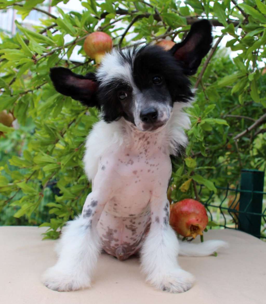 Gallurius  Bright  Guy