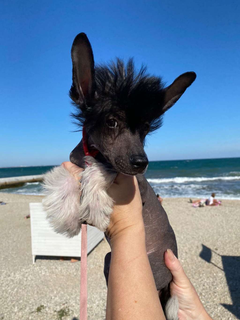 Gallurius  Bare  Bandit