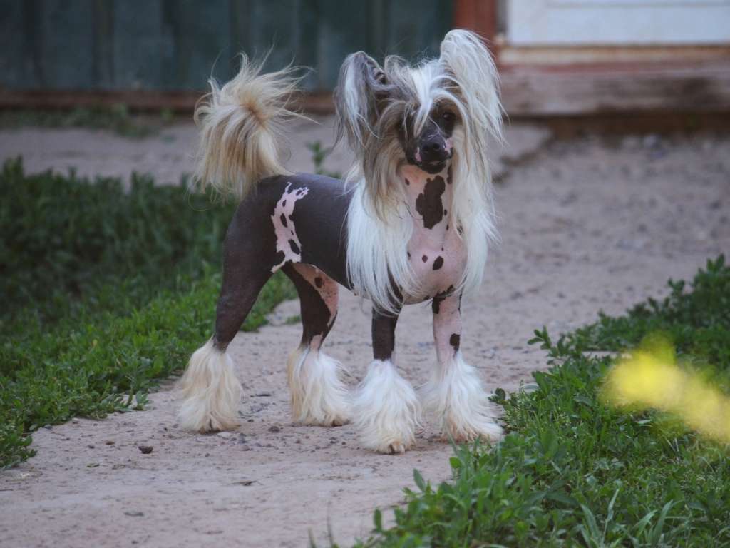 Ognenny Lotos  Chicago