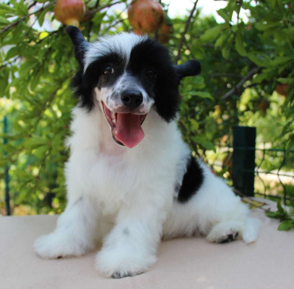 Gallurius Breaker of Hearts