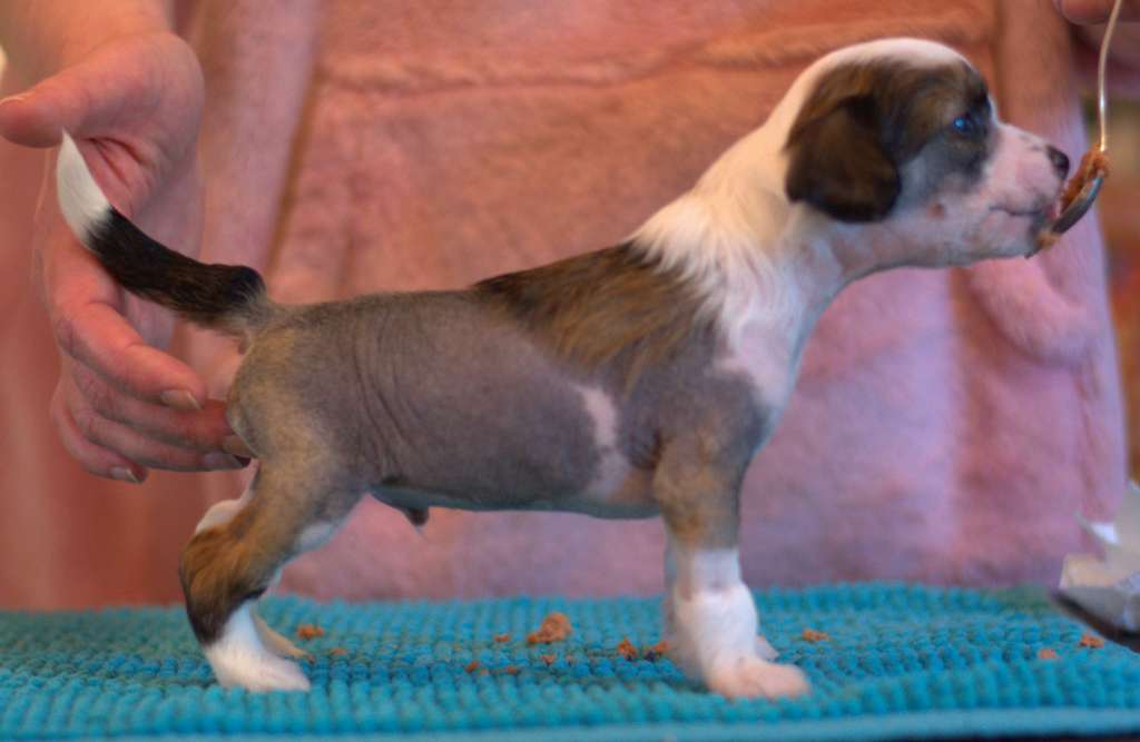 Tapi-Tapi Sweet Stuff