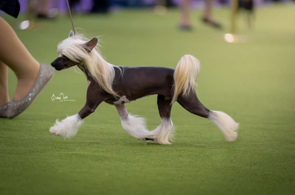 Candela MyAngel Am I the Drama