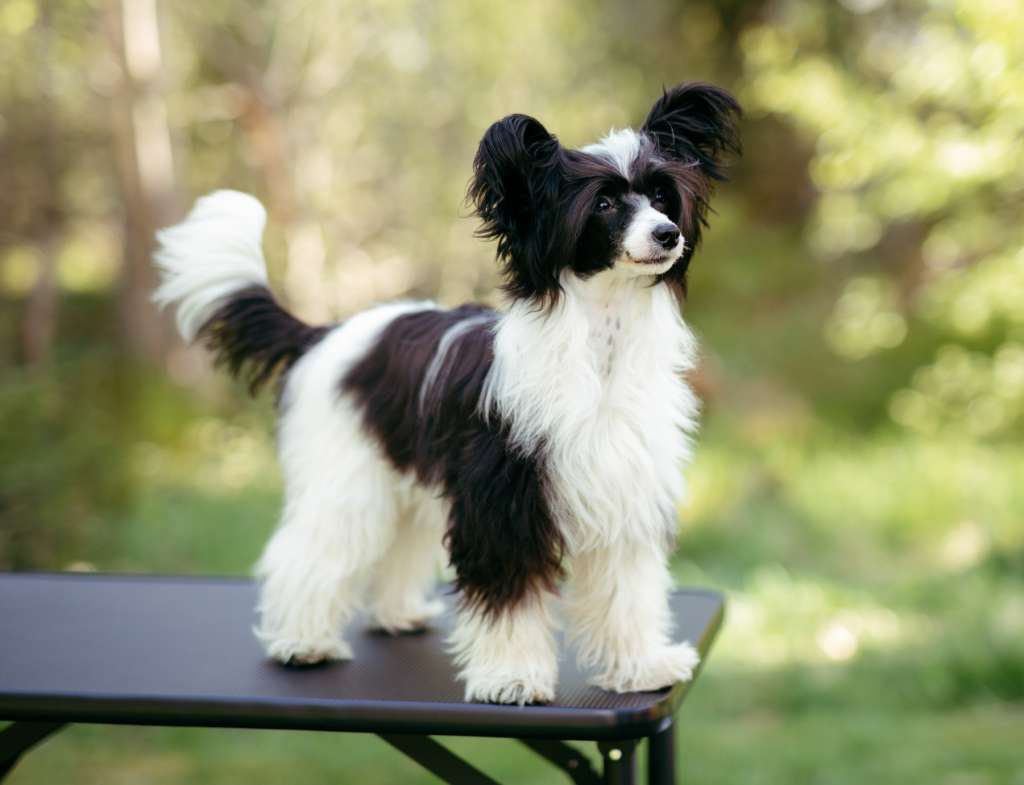 Crested Vixen's Seductive Huldra