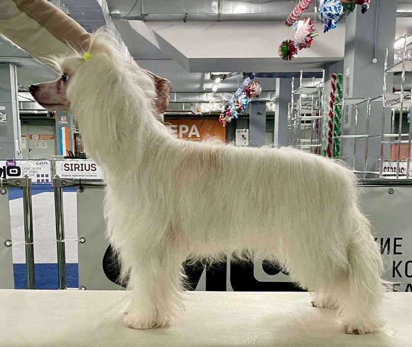 Show Galaktika Nezhnost