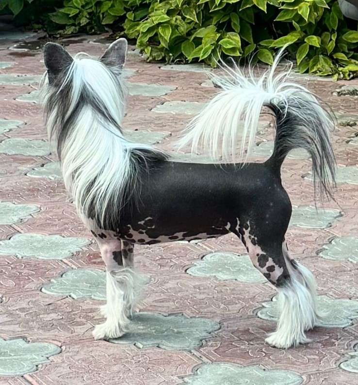 Show Galaktika Nefertiti