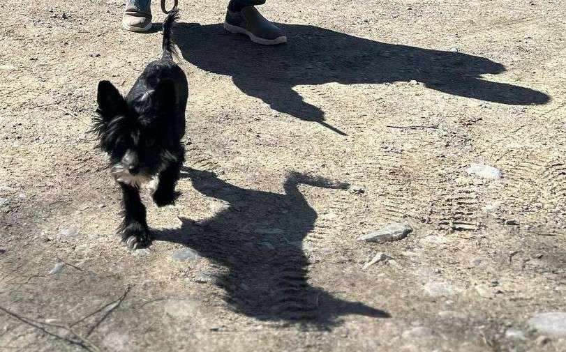 Hennessey Venom  in Terra Civis