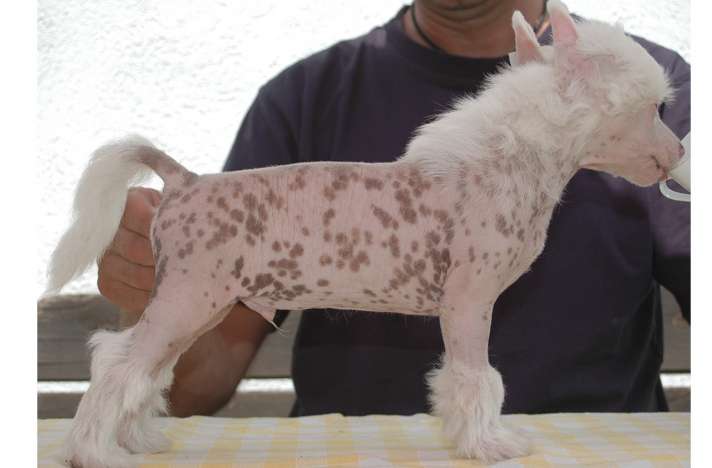 Bonito Di Chrisdor's