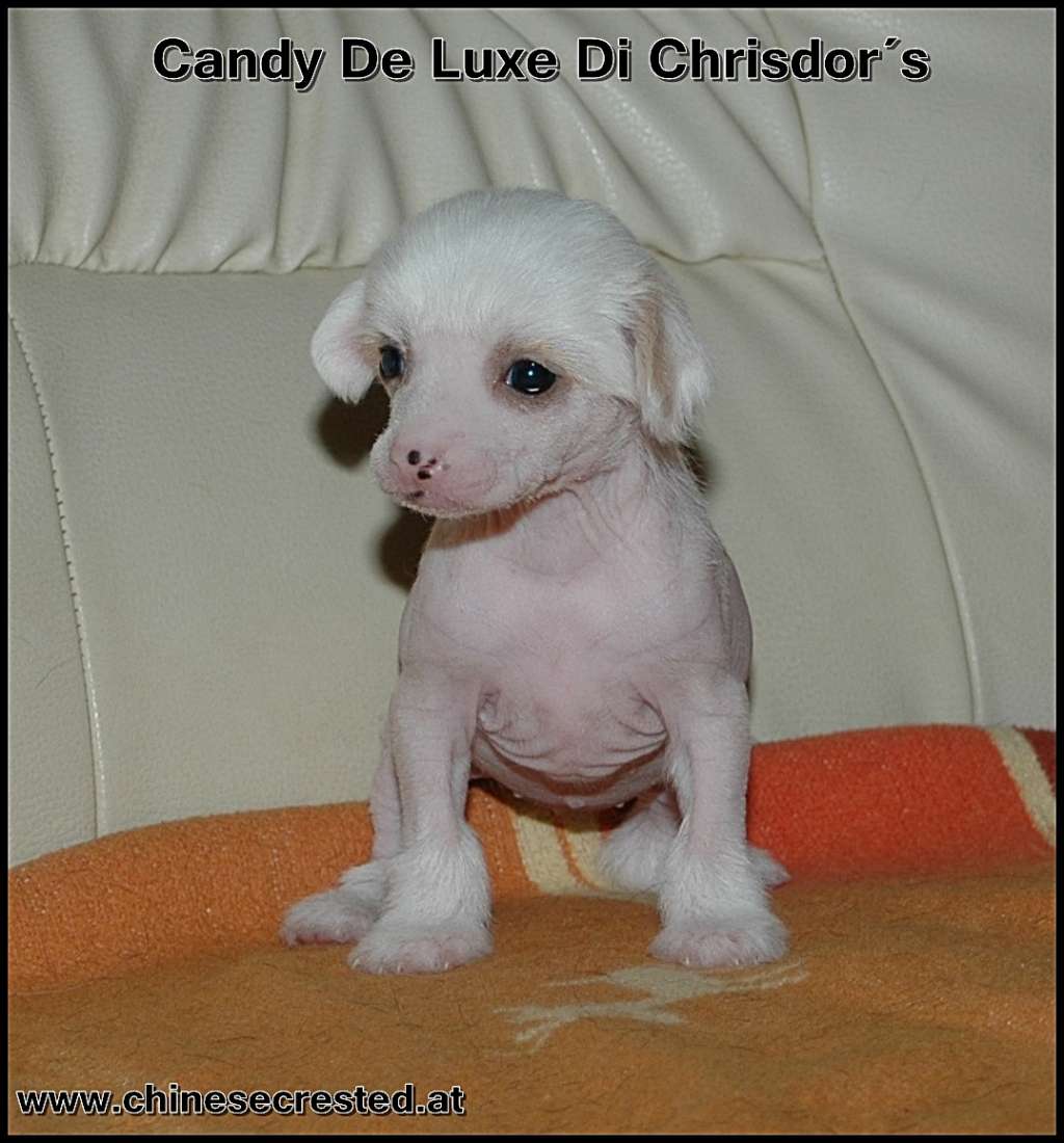 Candy De Luxe Di Chrisdor's