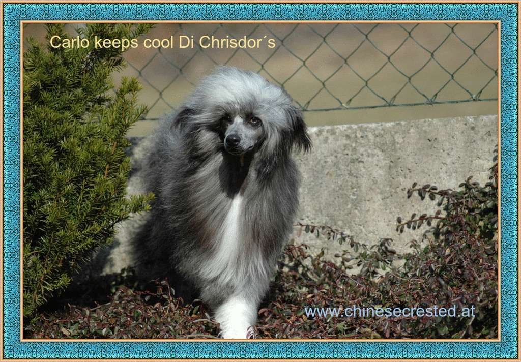 Carlos Keeps Cool Di Chrisdor's