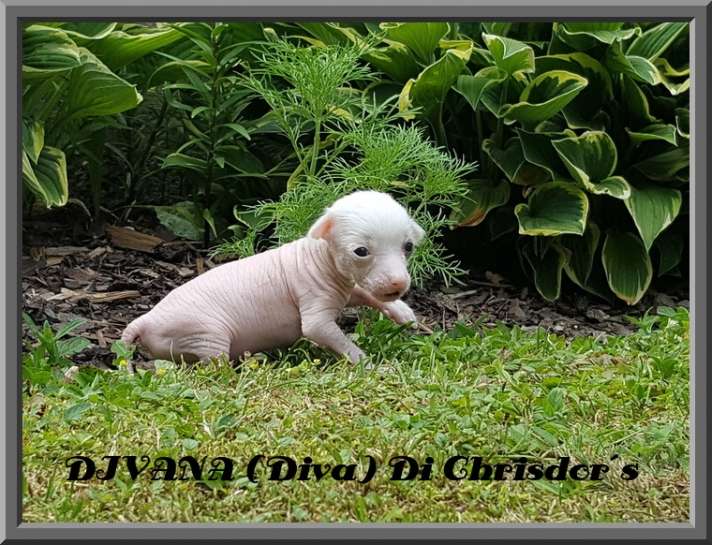 Divana Di Chrisdor's