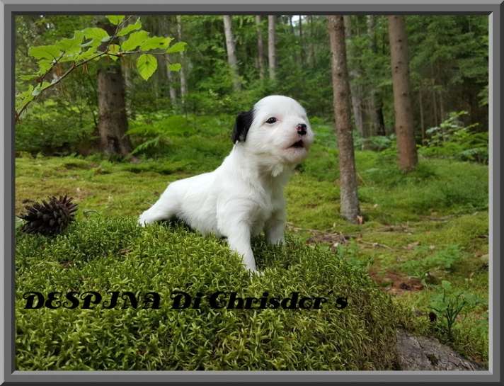 Despina Di Chrisdor's