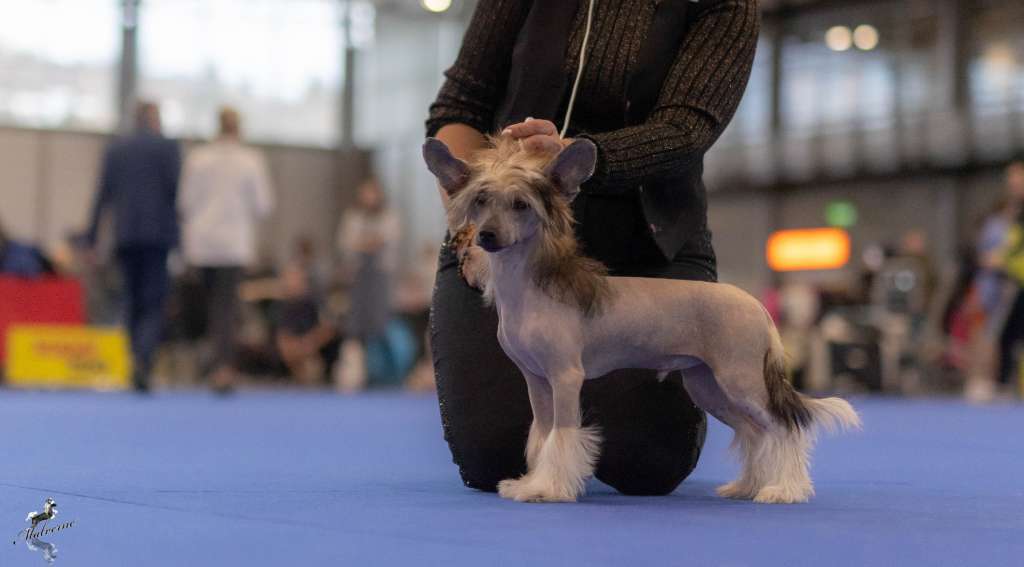 Raptor Stanley Avokaduh