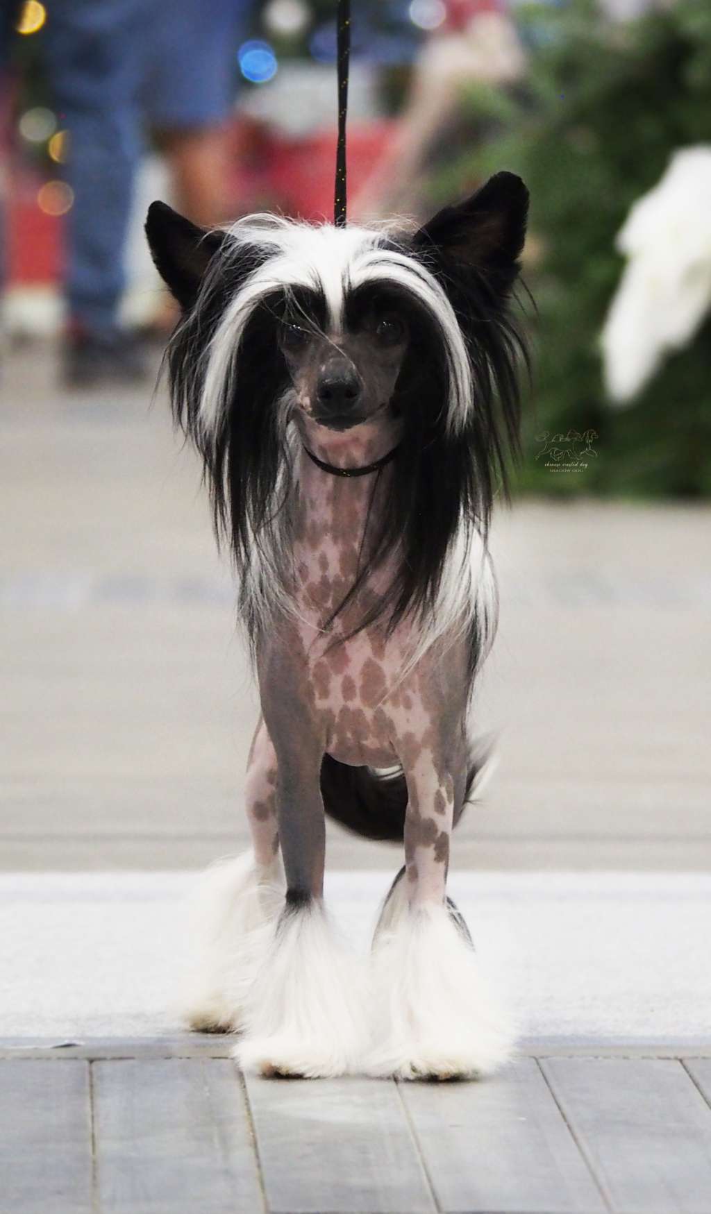 Andrea Beaumont of the Bavarian Dream