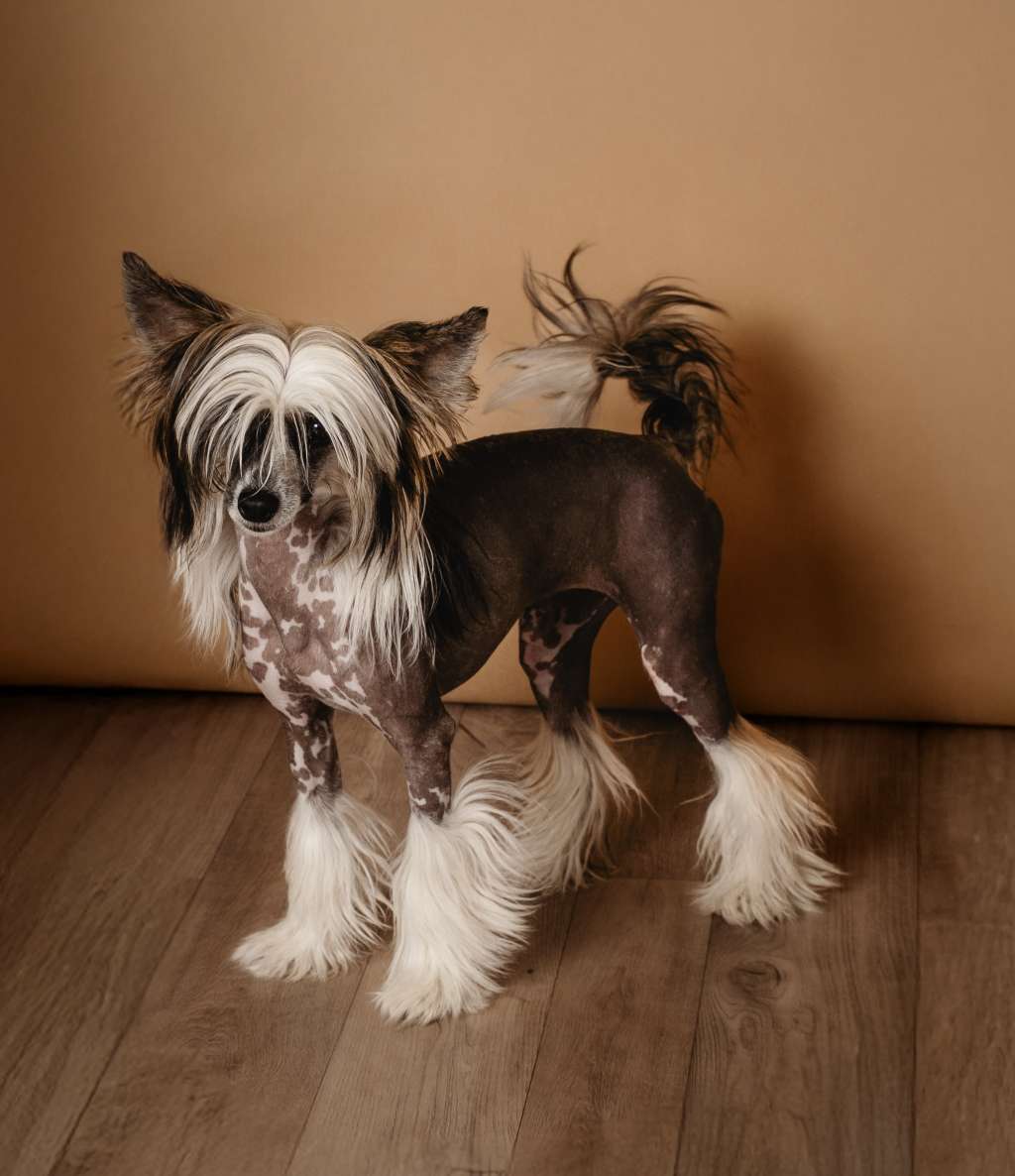 Abigail O'Shay of the Bavarian Dream