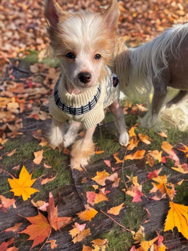 Ananas Nagi Instynkt FCI