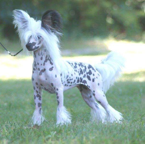 Blanch-Os Polka Dot Bikini