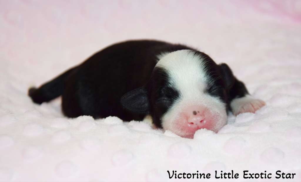 Victorine Little Exotic Star