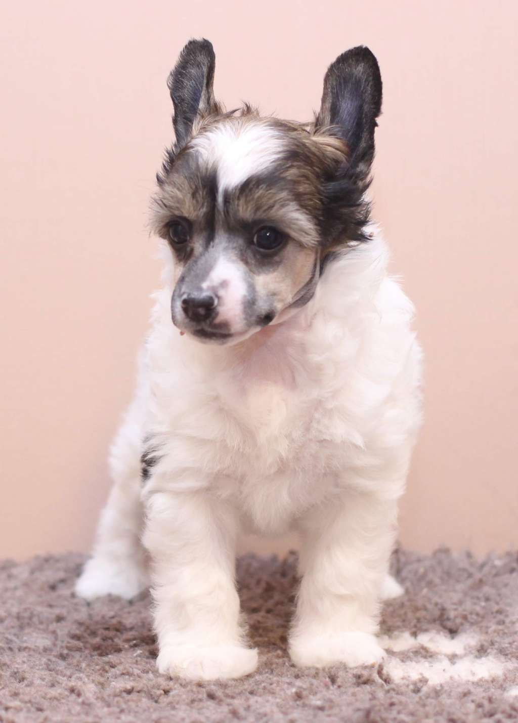 Artic Flyer Double Delight