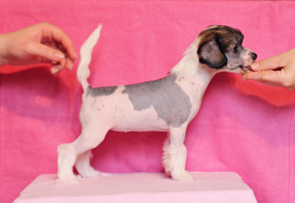 Lilla Wanillas Endless Ego