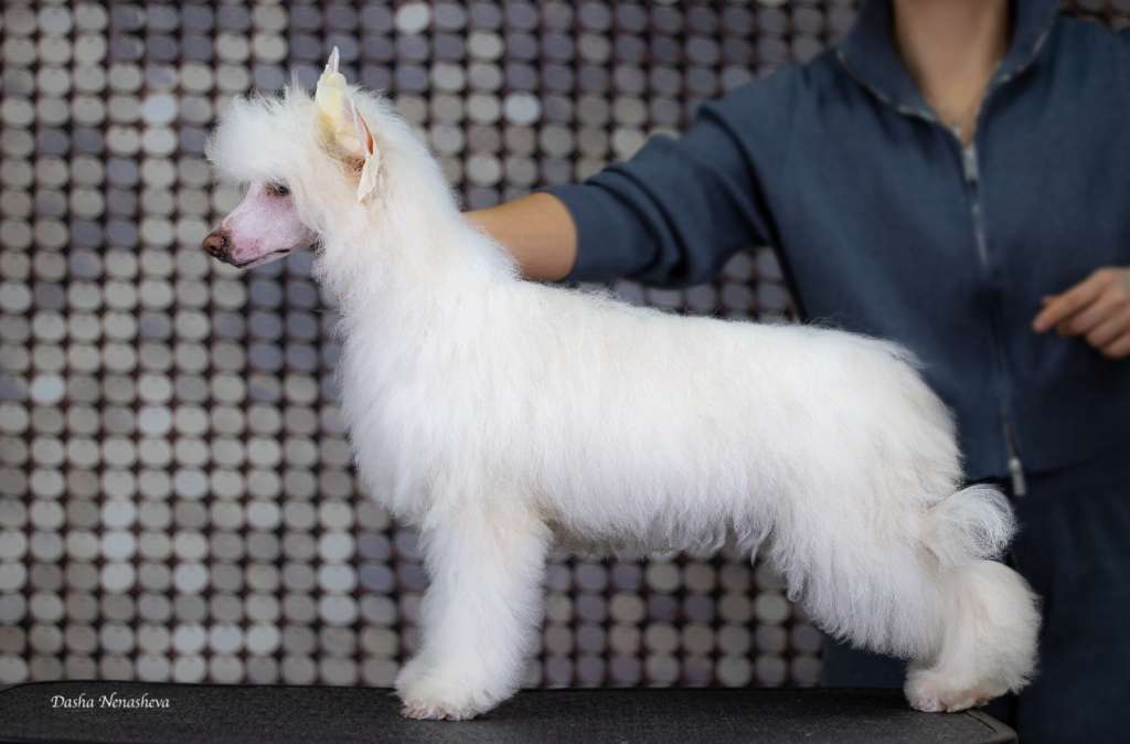 Malwina iz Sozvezdiya Khana