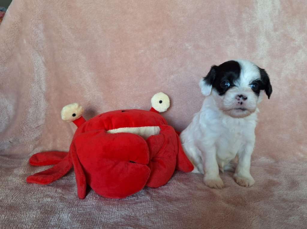 Zero Tolerance Xcentric Stranger